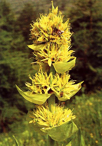 genziana maggiore