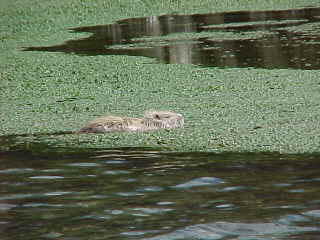 nutria nell'acqua2.jpg (11879 byte)