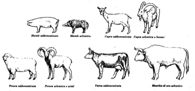 Le specie principali di animali addomesticati