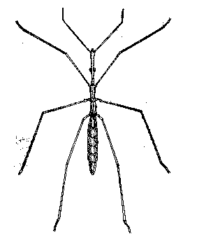 3KB-Hydrometra stagnorum, disegno F.Stoch