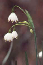 4KB-Leucojum aestivum, foto S.Dolce