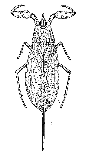 8KB-Nepa cinerea, disegno F.Stoch