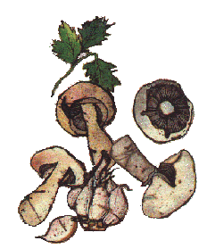 immg.funghi 27KB