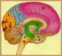 immagine di un cervello e della sua ripartizione per settori 