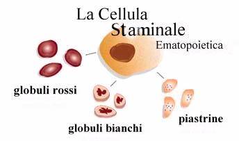 la cellula staminale