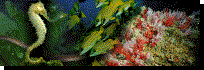 fondo_marino.gif (69402 bytes)